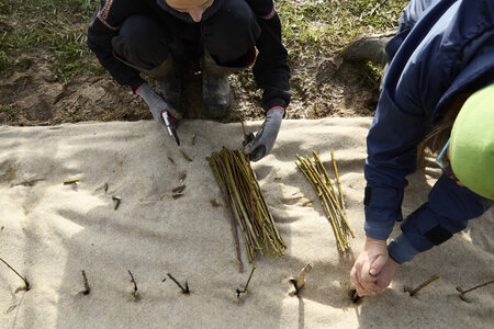 Plantation Osier 21 Fevrier 2026, _BBB7270