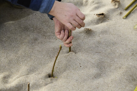 Plantation Osier 21 Fevrier 2026, _BBB7275