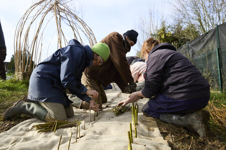 Plantation Osier 21 Fevrier 2026, _BBB7283