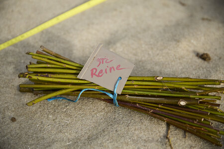 Plantation Osier 21 Fevrier 2026, _BBB7294