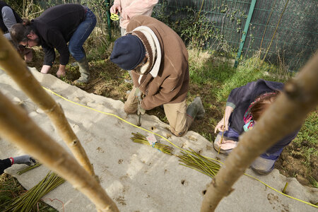 Plantation Osier 21 Fevrier 2026, _BBB7313