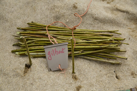 Plantation Osier 21 Fevrier 2026, _BBB7330