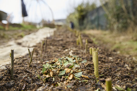Plantation Osier 21 Fevrier 2026, _BBB7356