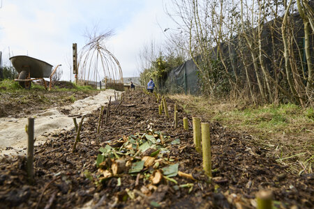 Plantation Osier 21 Fevrier 2026, _BBB7358