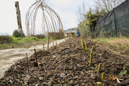 Plantation Osier 21 Fevrier 2026, _BBB7371