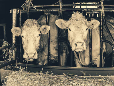 Confinement , Jour 15