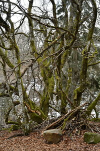 MONT DORE 03 2026, DSC_9594