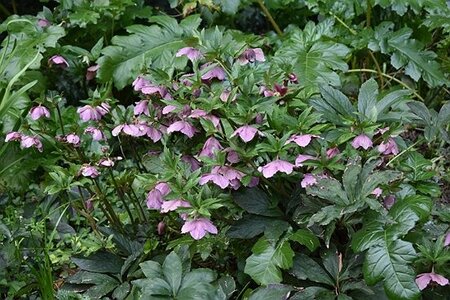 TURIN marsn2025, 0188