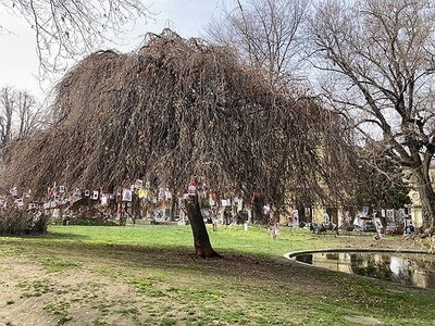 TURIN marsn2025, Arbre en mémoire des chiens disparus