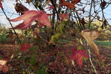 @fmbdx@piaille.fr 2025, Les Barrails - Bois de Bordeaux