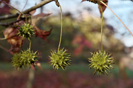 @fmbdx@piaille.fr 2025, Les Barrails - Bois de Bordeaux