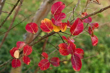 @fmbdx@piaille.fr 2025, Les Barrails - Bois de Bordeaux