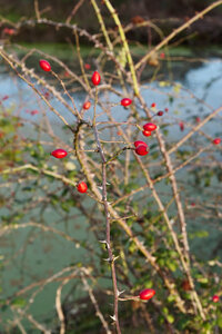 @fmbdx@piaille.fr 2025, Les Barrails - Bois de Bordeaux