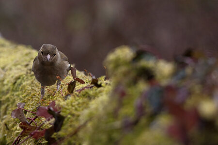 @fmbdx@piaille.fr 2025, Réserve ornithologique du Teich, Gironde