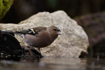 @fmbdx@piaille.fr 2025, Réserve ornithologique du Teich, Gironde