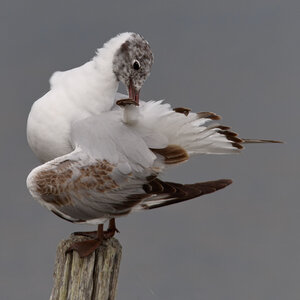 @fmbdx@piaille.fr 2025, Réserve ornithologique du Teich, Gironde