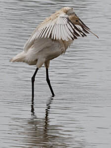 @fmbdx@piaille.fr 2025, Réserve ornithologique du Teich, Gironde