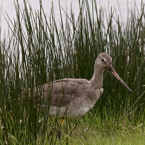 Réserve ornithologique du Teich, Chevalier gambette (Tringa totanus) – Hiver