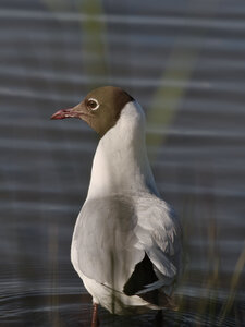 Réserve ornithologique du Teich, Mouette rieuse (Chroicocephalus ridibundus)