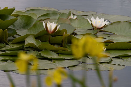 Réserve ornithologique du Teich, _K1_S3_5872