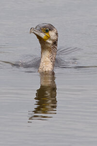 Réserve ornithologique du Teich, Grand Cormoran (Phalacrocorax carbo)