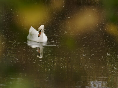 Réserve ornithologique du Teich, Cygne tuberculé (Cygnus olor)