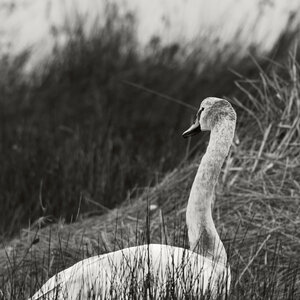 Réserve ornithologique du Teich, Cygne tuberculé (Cygnus olor)