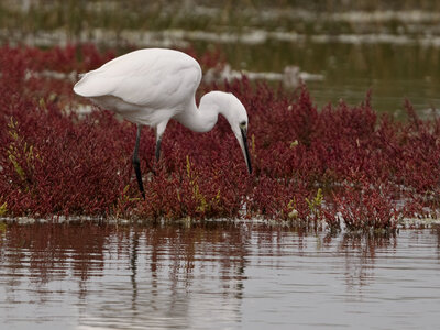 Réserve ornithologique du Teich, Aigrette garzette (Egretta garzetta)