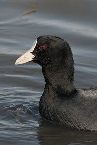 Réserve ornithologique du Teich, Foulque macroule (Fulica atra)