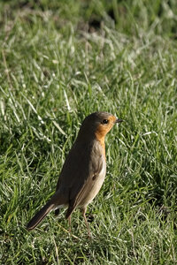 Réserve ornithologique du Teich, Rougegorge familier (Erithacus rubecula)