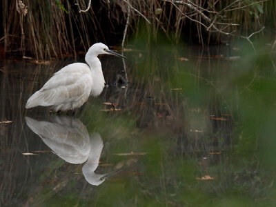 Réserve ornithologique du Teich, Aigrette garzette (Egretta garzetta)