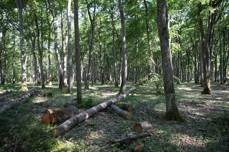 Forêts, futaie_reguliere