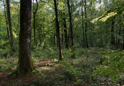 Forêts, futaie_irreg