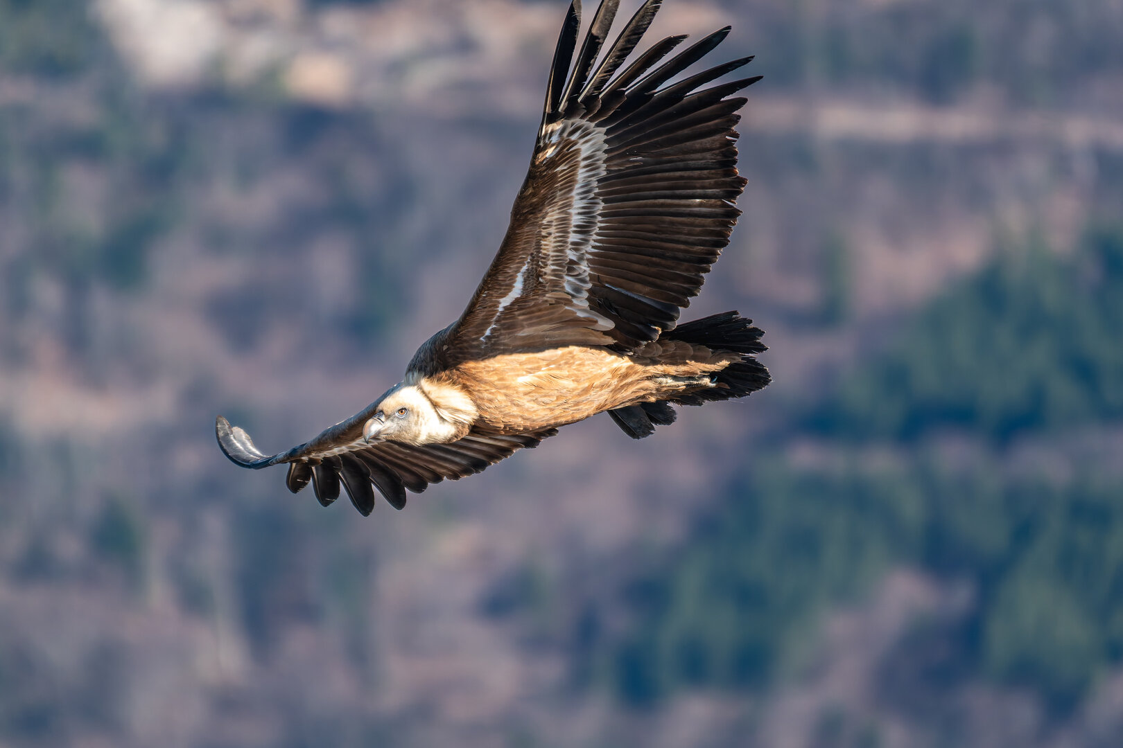 Vautour fauve en vol