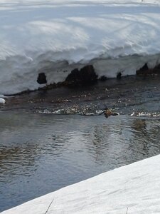 La Clarée février 2026, 20260228_095841