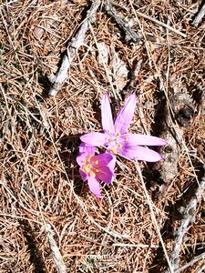 sommet Bûcher, bucher20260319  36 