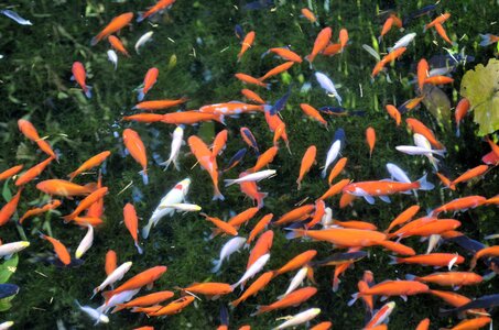 arc_en_ciel, 04_orange_poisson