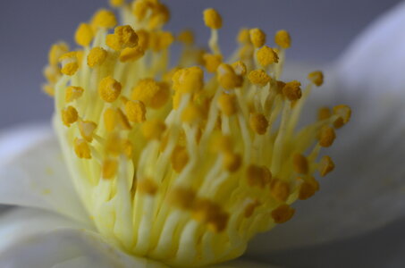 arc_en_ciel, 06_jaune_fleur