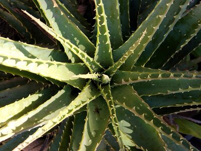 arc_en_ciel, 08_vert_cactus