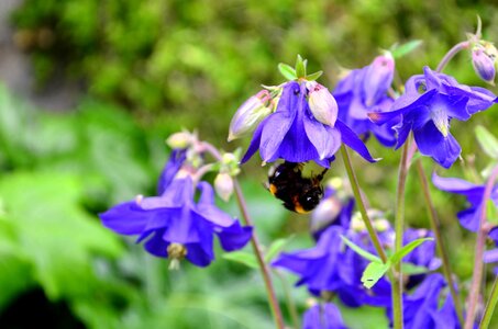 arc_en_ciel, 12_indigo_bourdon