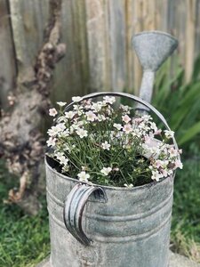 2026, arrosoir fleurs