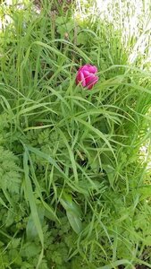 2026, tuli&ecirc; seule