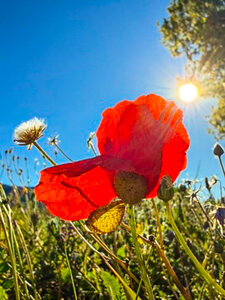 L'Instant Photo 84 : défi mars 2026 : rouge, Rouge04