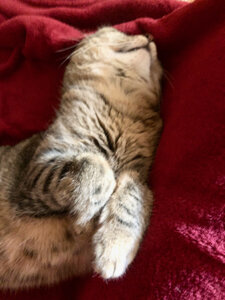 L'Instant Photo 84 : défi mars 2026 : rouge, Rouge07