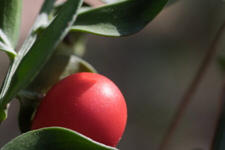 L'Instant Photo 84 : défi mars 2026 : rouge, Rouge10