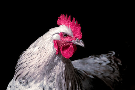 L'Instant Photo 84 : défi mars 2026 : rouge, Rouge11