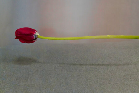 L'Instant Photo 84 : défi mars 2026 : rouge, Rouge16