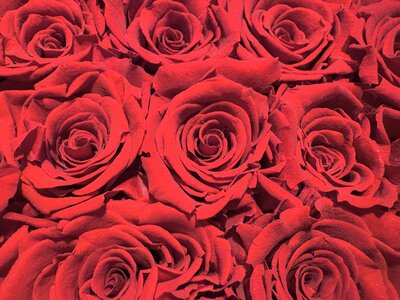 L'Instant Photo 84 : défi mars 2026 : rouge, Rouge29