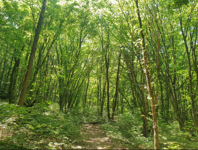 RNRCR questionnairegp6, Capture d&rsquo;&eacute;cran 2026-04-10 104329