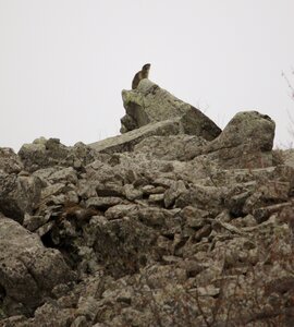 trail Piolit reco 2026, trail piolit 20260412  46 